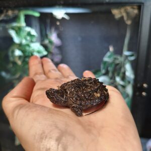 Chelydra Serpentina (Tortuga Mordedora)