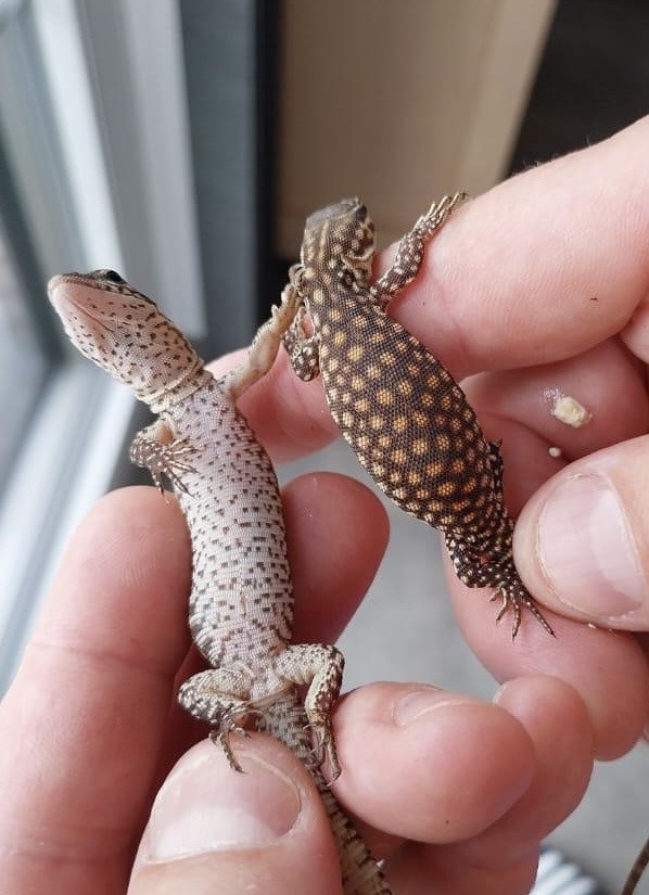 Varanus Acanthurus Red Ackie Baby - Imagen 2