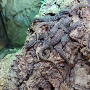 Varanus Acanthurus Red Ackie Baby