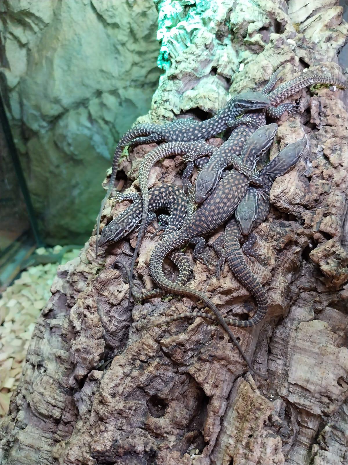 Varanus Acanthurus Red Ackie Baby