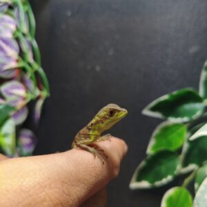 Basiliscus Plumifrons