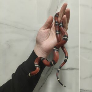 Falsa Coral (Lampropeltis Sinaloae) Juvenil