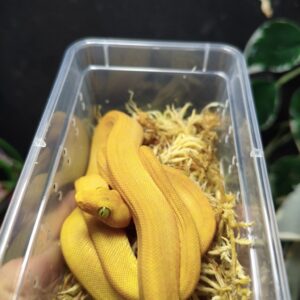 Corallus Hortulanus Yellow