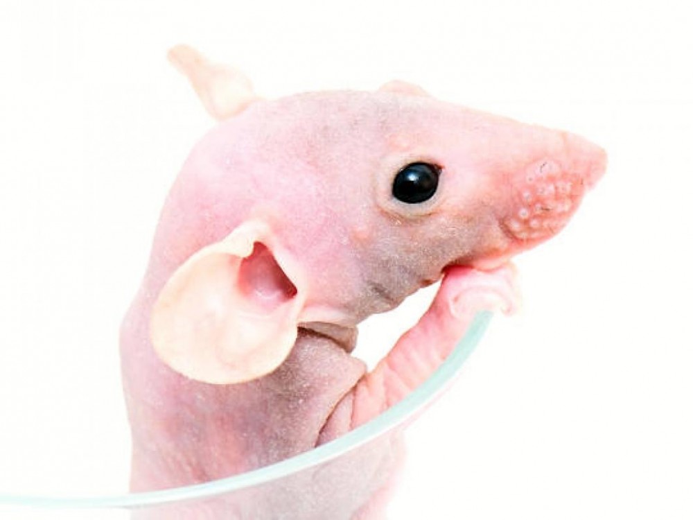 Rata Calva - Imagen 2