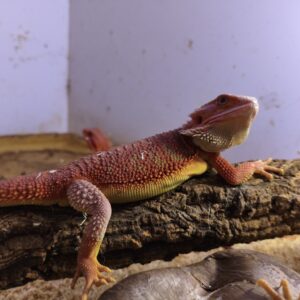 Dragon Barbudo Red