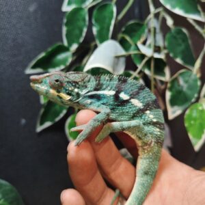 Camaleón Pardalis Nosy Be