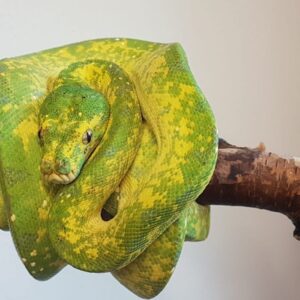 Morelia Viridis Biak