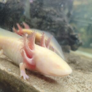 Ambystoma Andersoni (Ajolote)