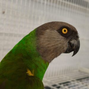 Loro You You