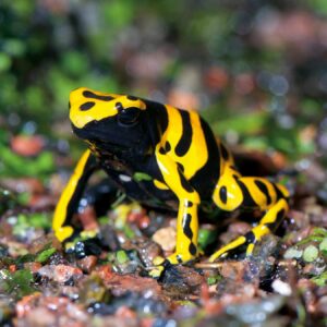 Dendrobates Leucomela