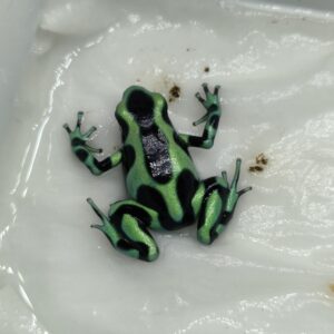 Dendrobates Auratus