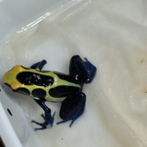 Dendrobates Robertus