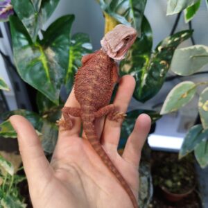 Dragon Barbudo Red Monster