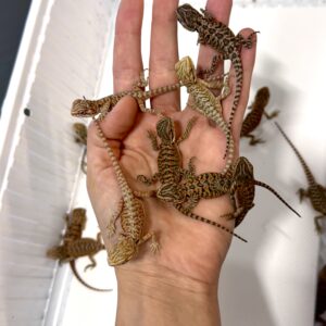 Dragon Barbudo Red Monster x het Zero