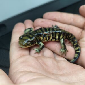 Ambystoma mavortium