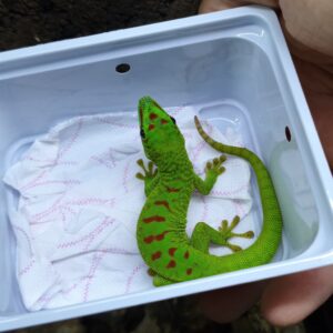 Phelsuma Grandis High Red