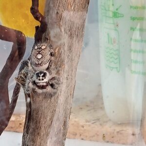 Phidippus Regius White Bahamas