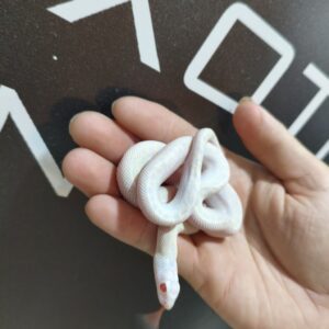 Pituophis White Side Snow