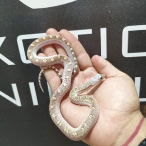 Pituophis White Side Hypo