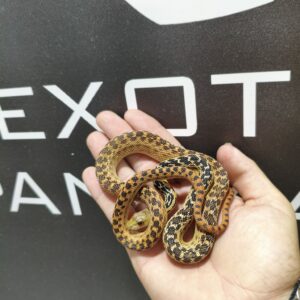 Pituophis Hypo het White Side