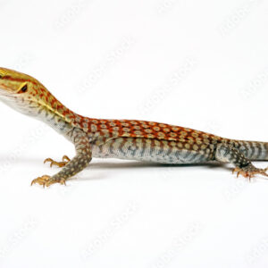 Varano Tristis